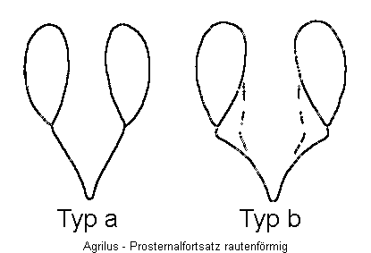 agrilus_vbr1.gif