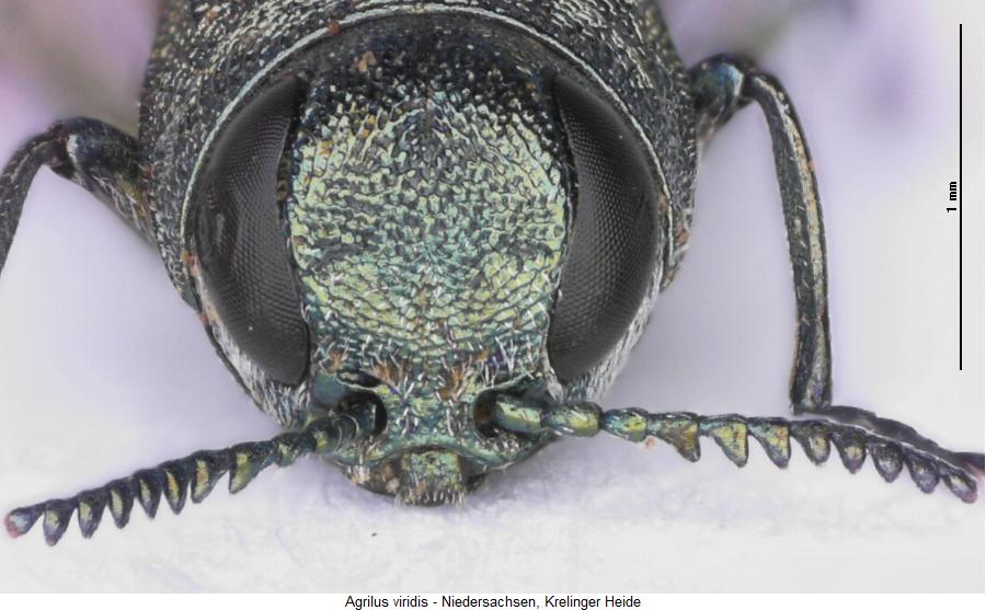 agrilus_viridis_k.jpg
