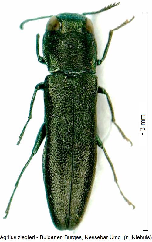 agrilus_ziegleri_hab.jpg