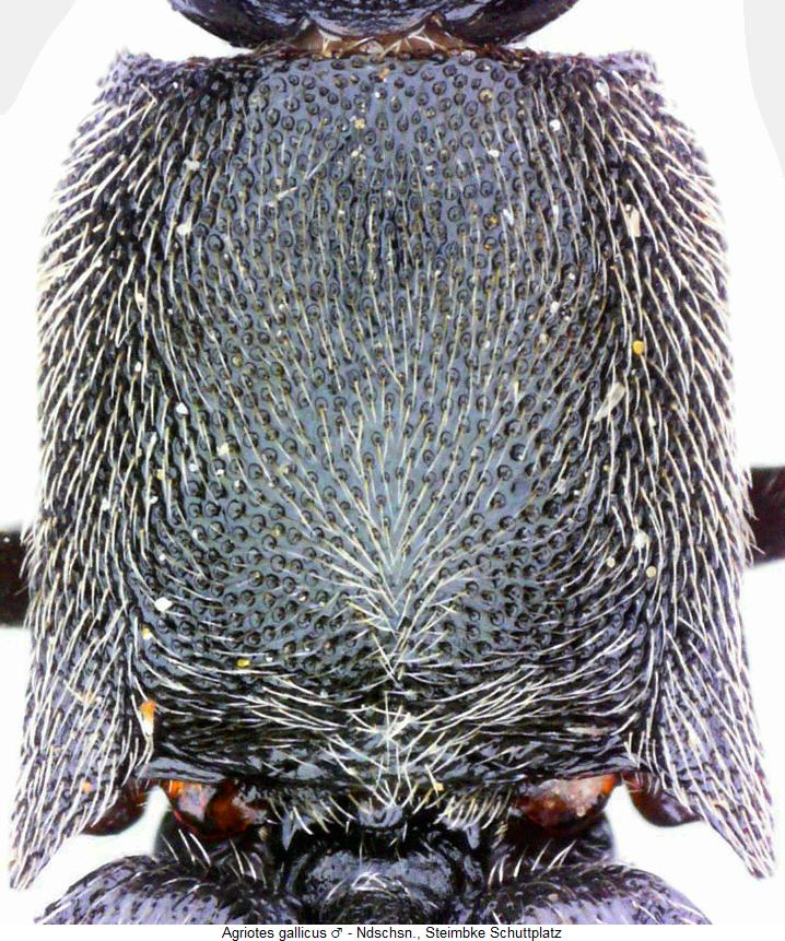 agriotes_gallicus_hsch.jpg
