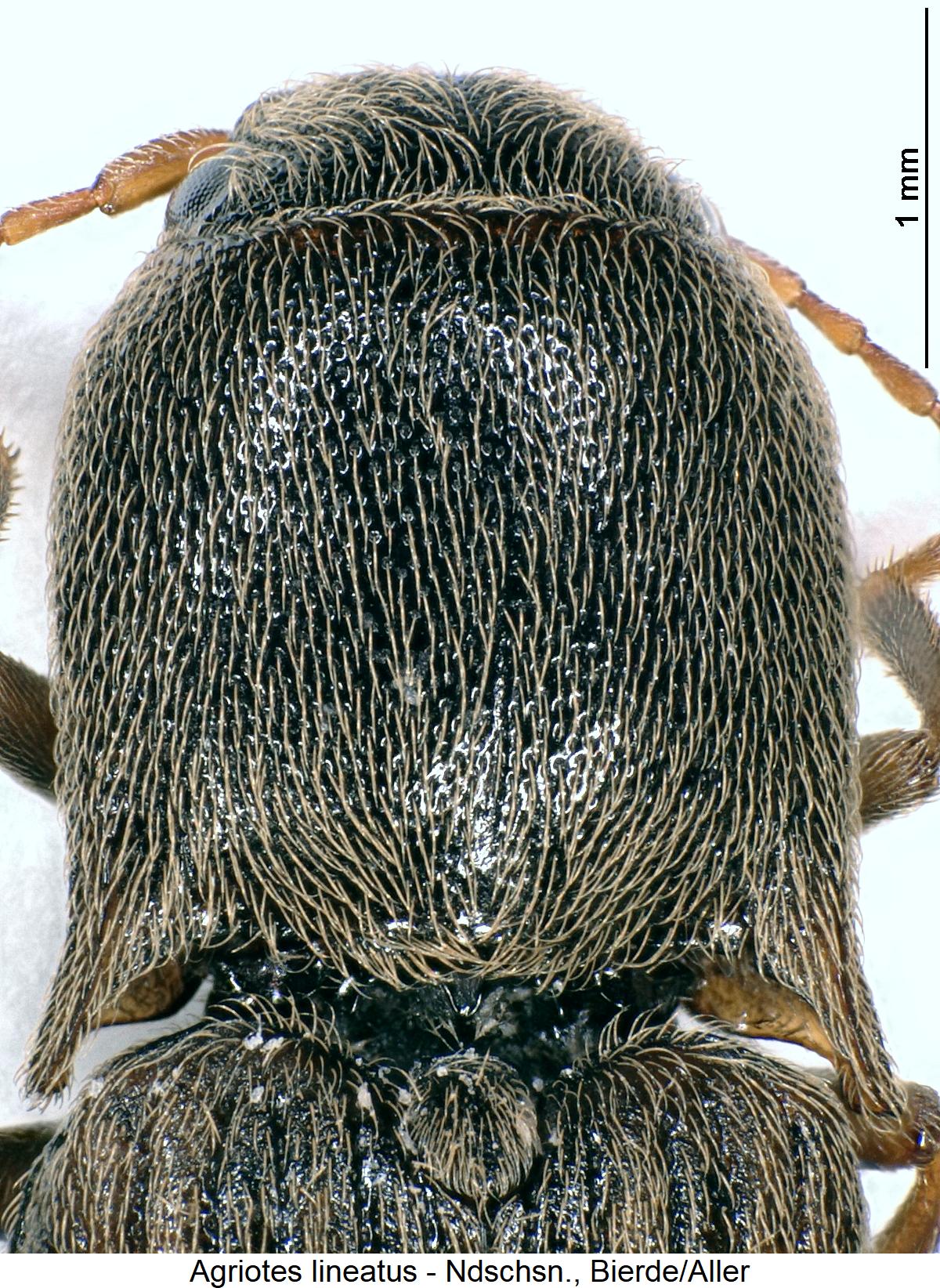 agriotes_lineatus_vk.jpg