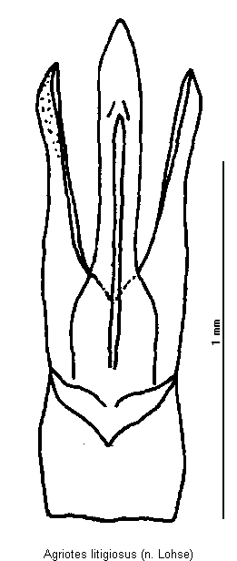 agriotes_litigiosus.gif