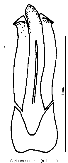 agriotes_sordidus.gif