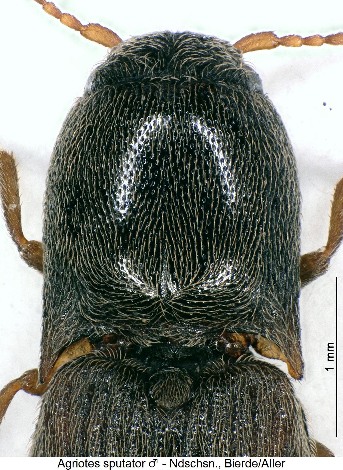 agriotes_sputator_vk1.jpg