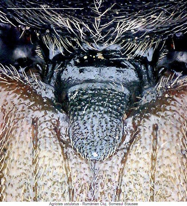 agriotes_ustulatus_fld.jpg