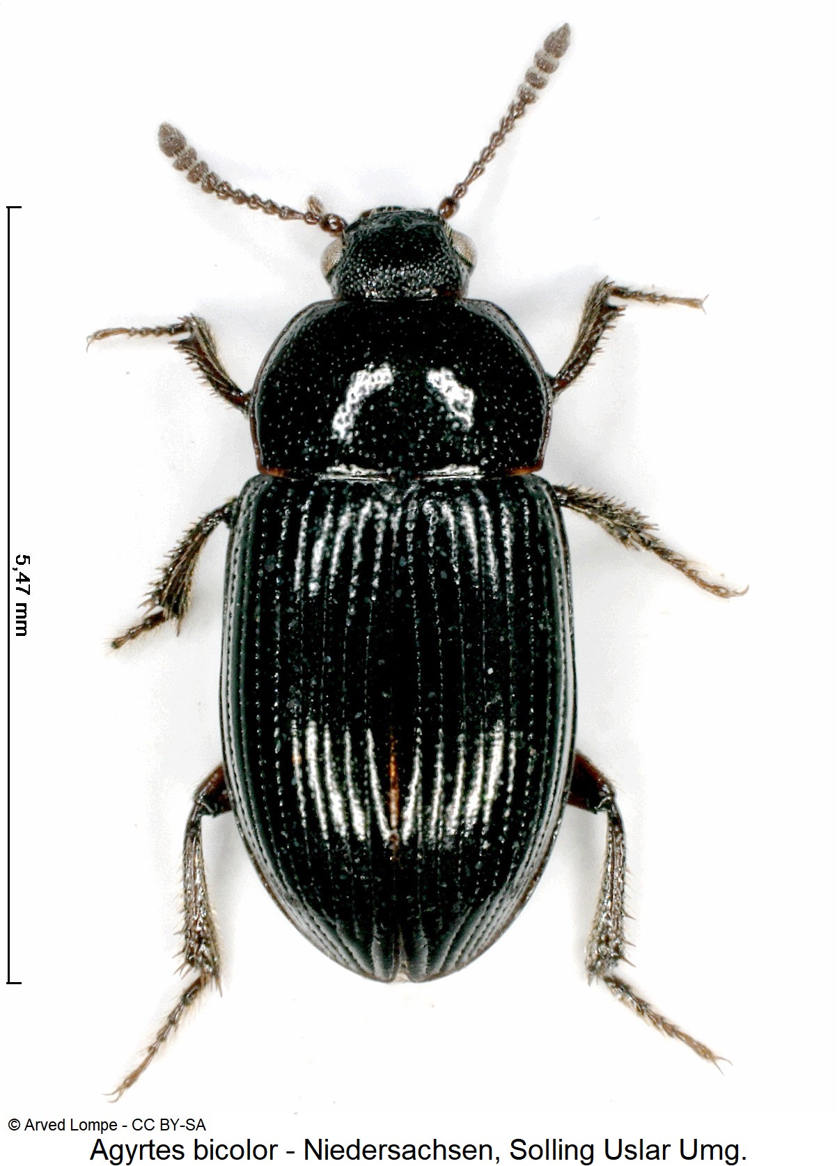 agyrtes_bicolor_$30798090_hab.jpg