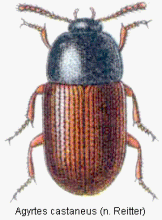 agyrtes_castaneus_rtt.gif