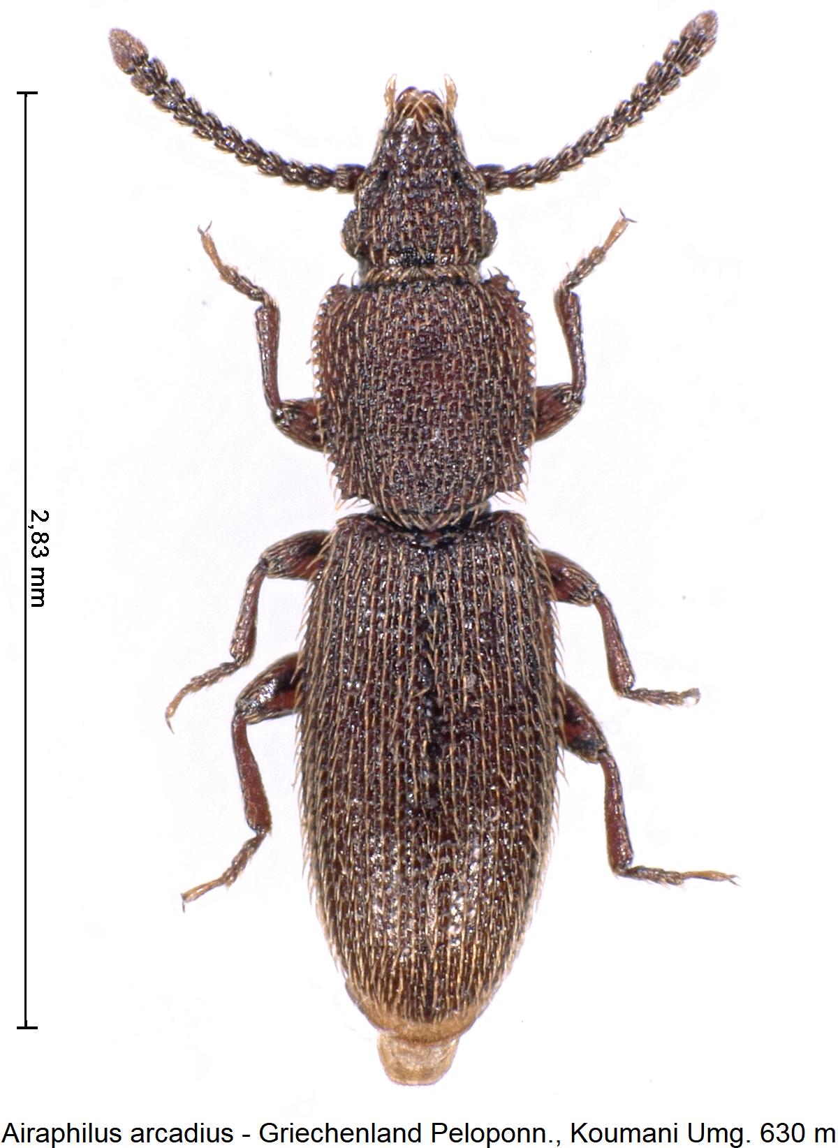 airaphilus_arcadius_hab.jpg