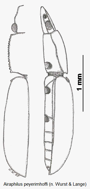 airaphilus_peyerimhoffi_hab.gif
