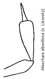 aleochara_albovillosa_kfts.gif