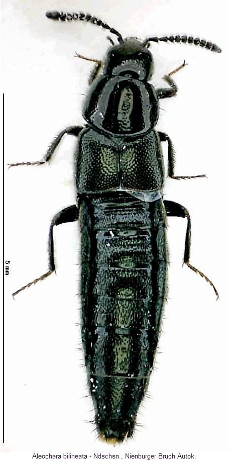aleochara_bilineata_hab.jpg