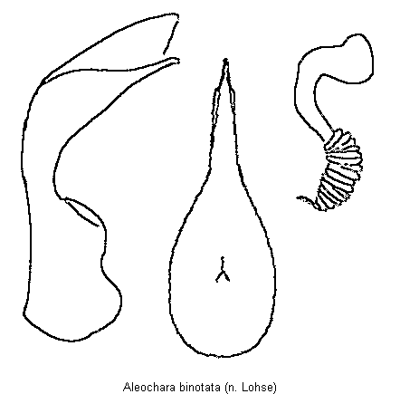 aleochara_binotata.gif