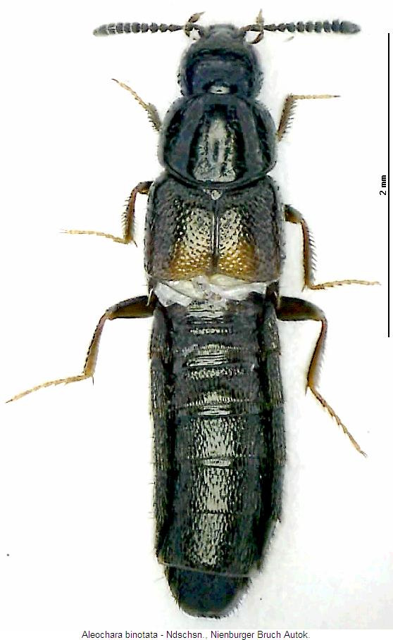 aleochara_binotata_hab.jpg