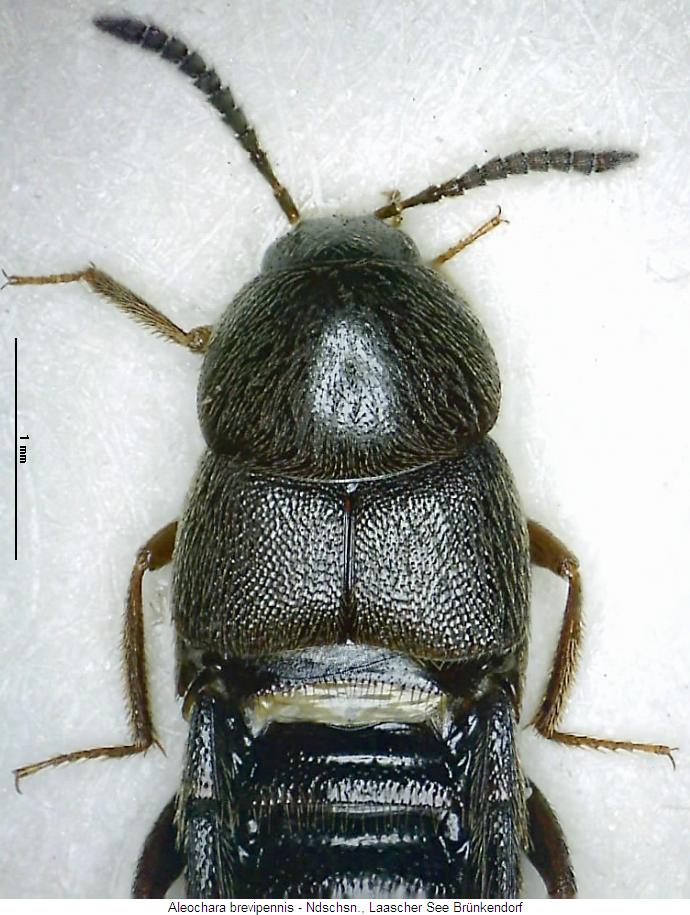 aleochara_brevipennis_vk.jpg