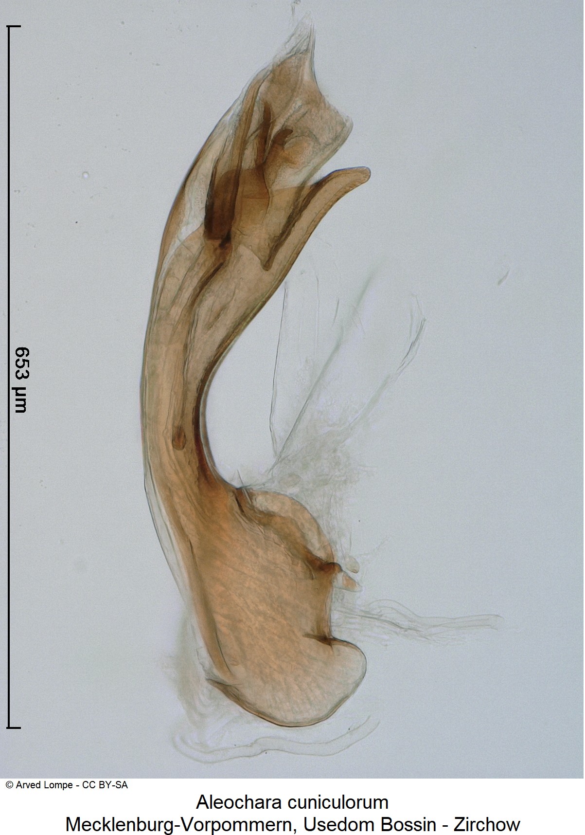 aleochara_cuniculorum.jpg