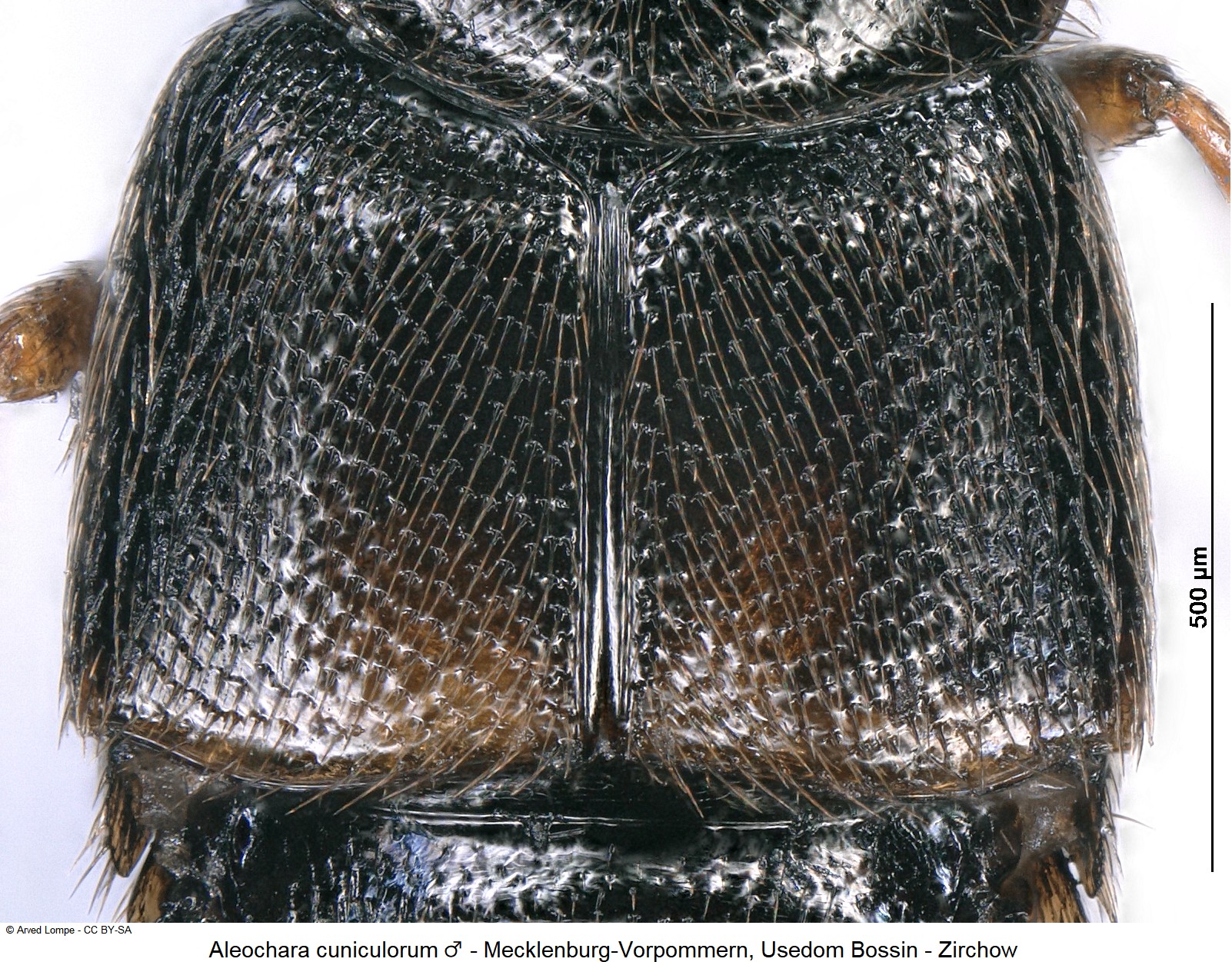 aleochara_cuniculorum_m_fld.jpg