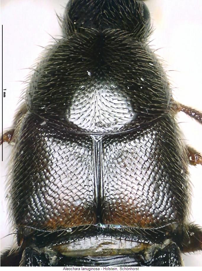 aleochara_lanuginosa_vk.jpg