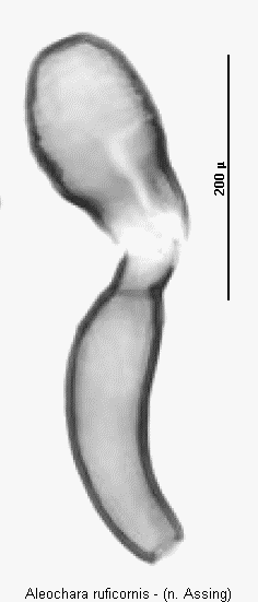 aleochara_ruficornis_sperm2.gif