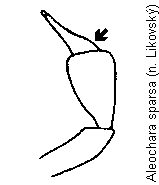aleochara_sparsa_kfts.gif