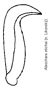 aleochara_stichai_is.gif