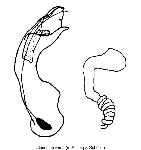 aleochara_verna.gif