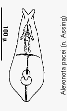 alevonota_pacei.gif