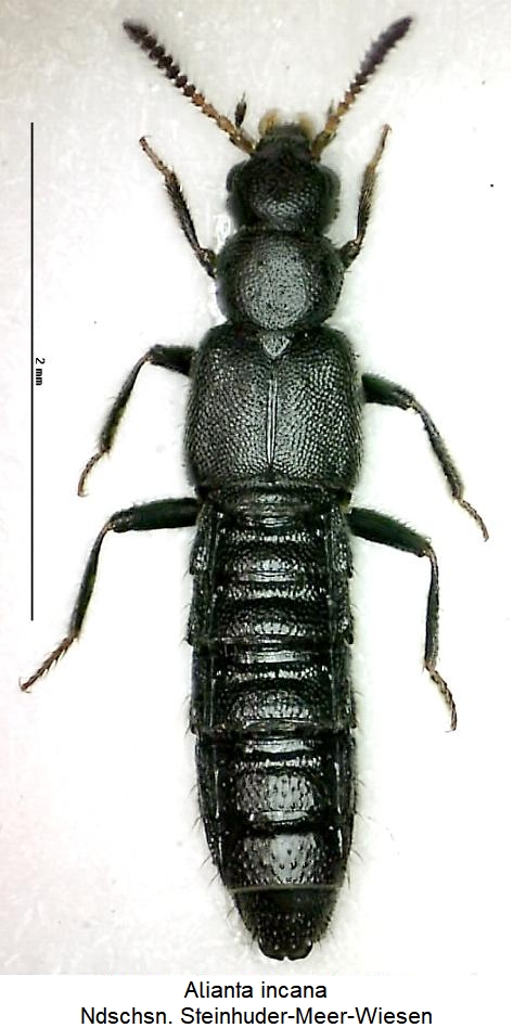 alianta_incana_hab.jpg