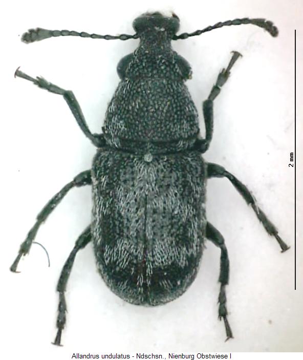 allandrus_undulatus_hab.jpg