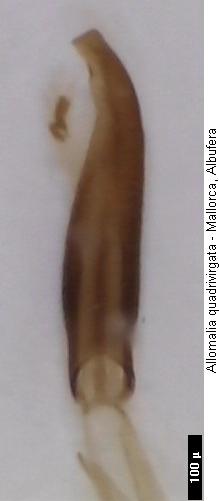 allomalia_quadrivirgata.jpg
