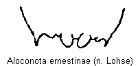 aloconota_ernestinae_tergit.gif