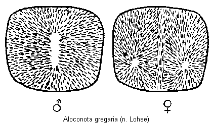 aloconota_gregaria_hsch.gif