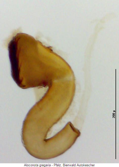 aloconota_gregaria_sperm.jpg