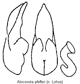 aloconota_pfefferi.gif