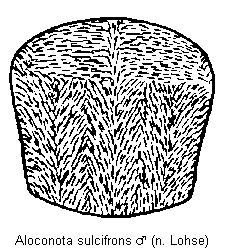 aloconota_sulcifrons_hsch.gif