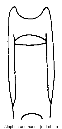 alophus_austriacus.gif