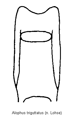 alophus_triguttatus.gif