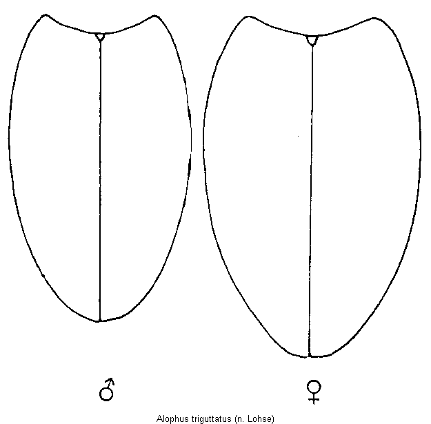 alophus_triguttatus_fld.gif