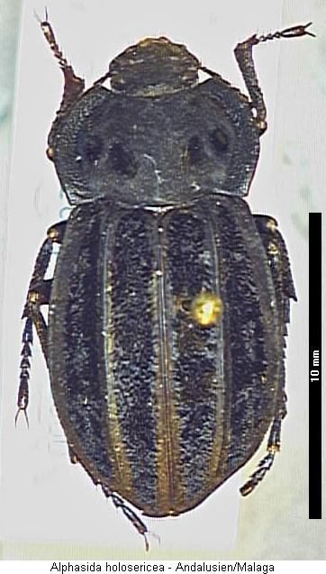 alphasida_holosericea_hab.jpg