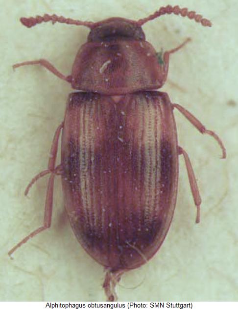 alphitophagus_obtusangulus_hab.jpg
