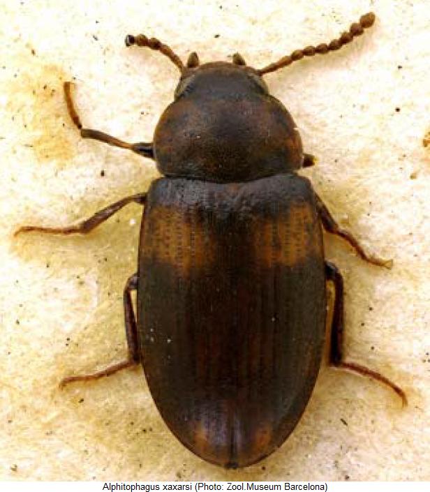 alphitophagus_xaxarsi_hab.jpg