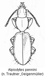 alpiodytes_pennini_hab.jpg