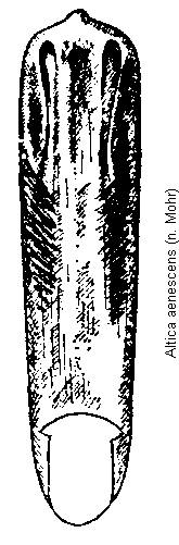 altica_aenescens.gif