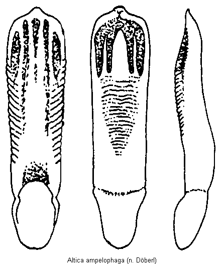 altica_ampelophaga2.gif