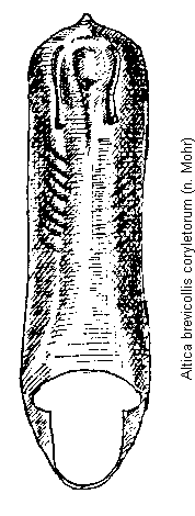 altica_brevicollis.gif
