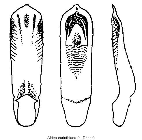 altica_carinthiaca2.gif