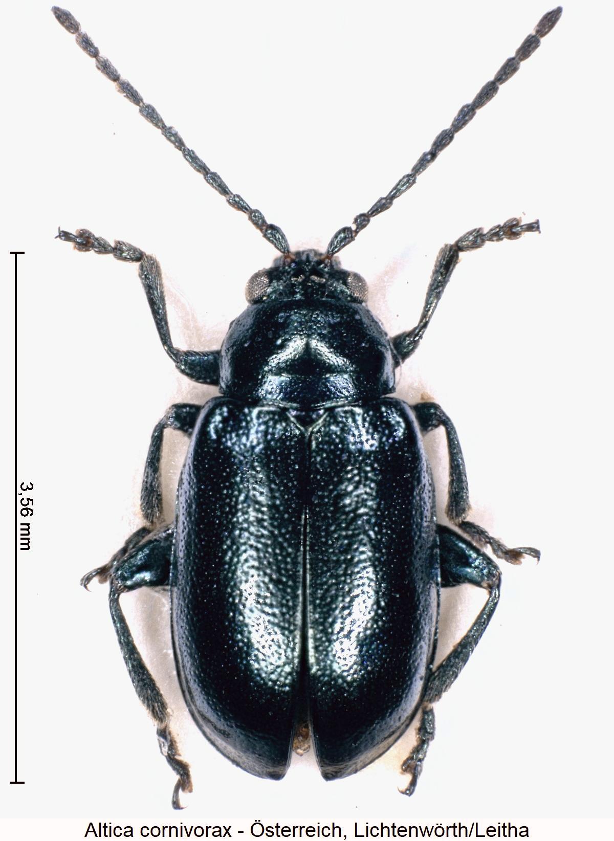 altica_cornivorax_hab.jpg