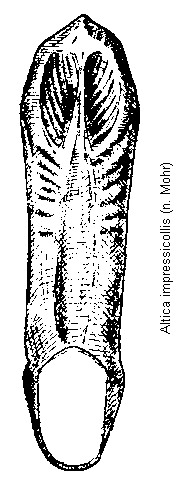 altica_impressicollis.gif