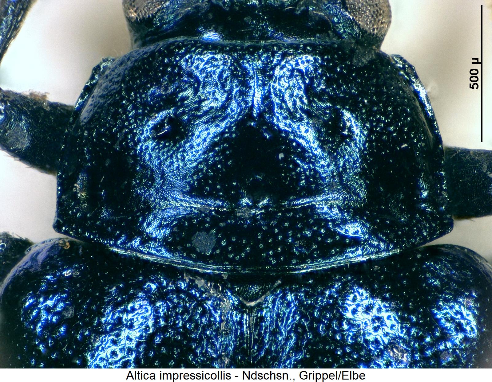 altica_impressicollis_hsch.jpg