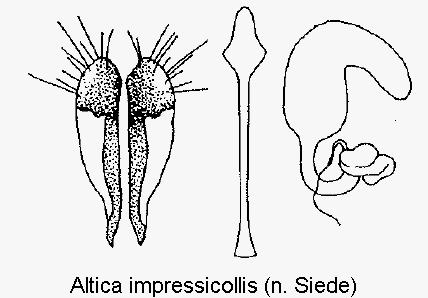 altica_impressicollis_sperm.gif