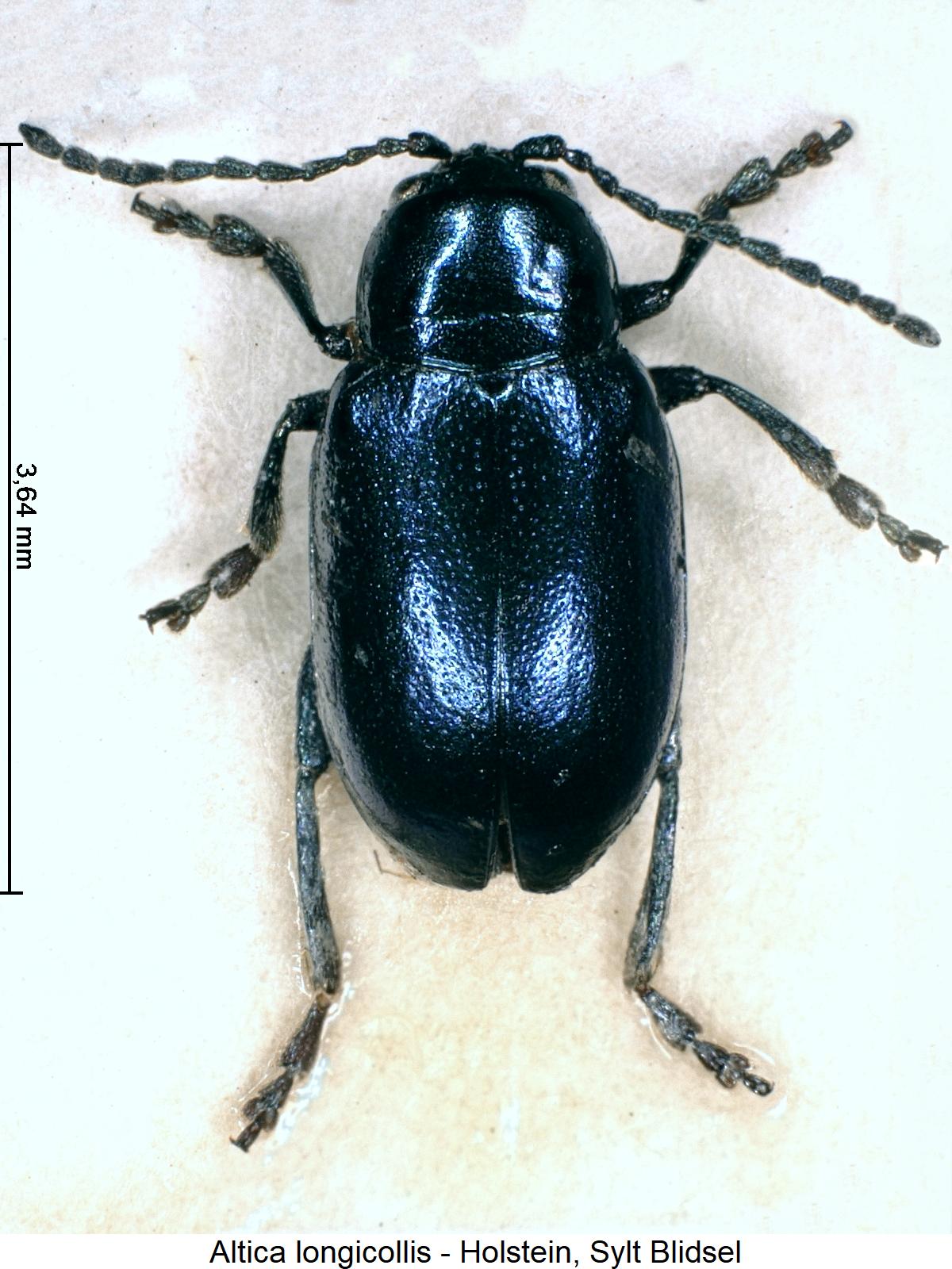 altica_longicollis_hab.jpg